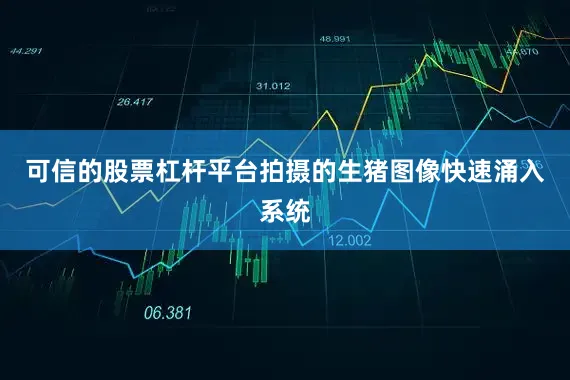 可信的股票杠杆平台拍摄的生猪图像快速涌入系统